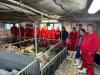 PigCamp propojuje studenty a pedagogy s moderními farmami